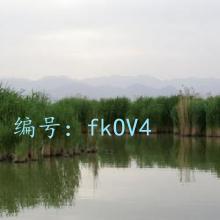 ָ